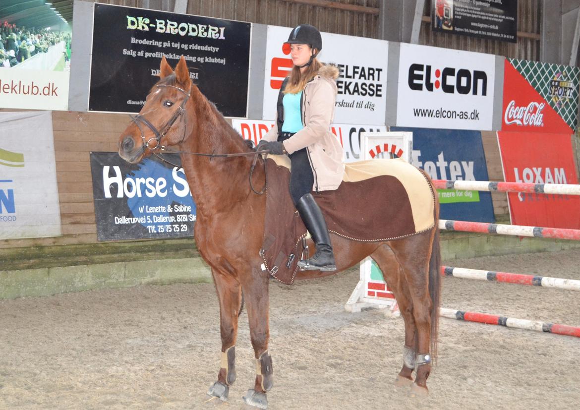 Dansk Varmblod Grøndalgaard's Mon Cherie - <3 billede 8