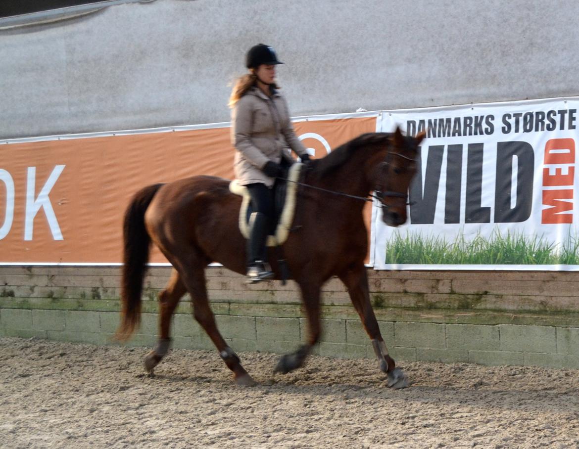Dansk Varmblod Grøndalgaard's Mon Cherie - dressur!
øv kvalitet billede 2