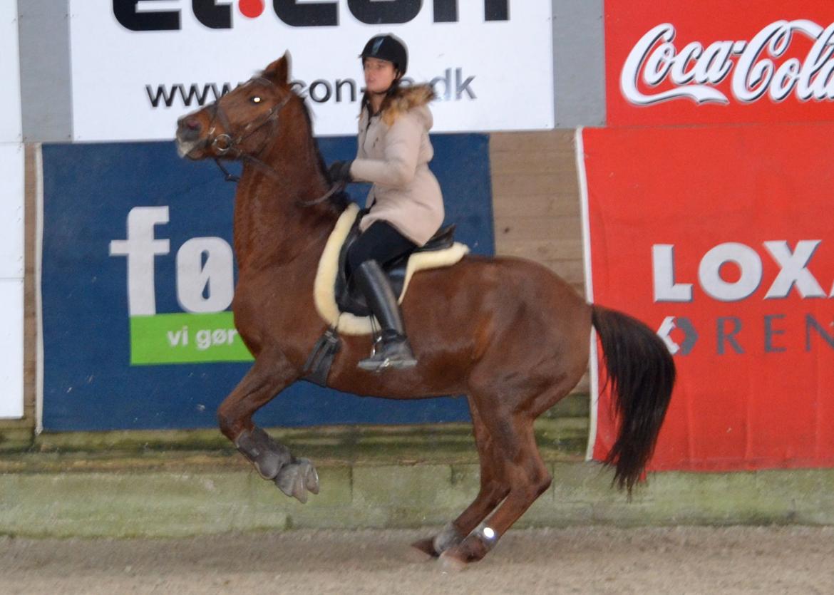 Dansk Varmblod Grøndalgaard's Mon Cherie billede 7