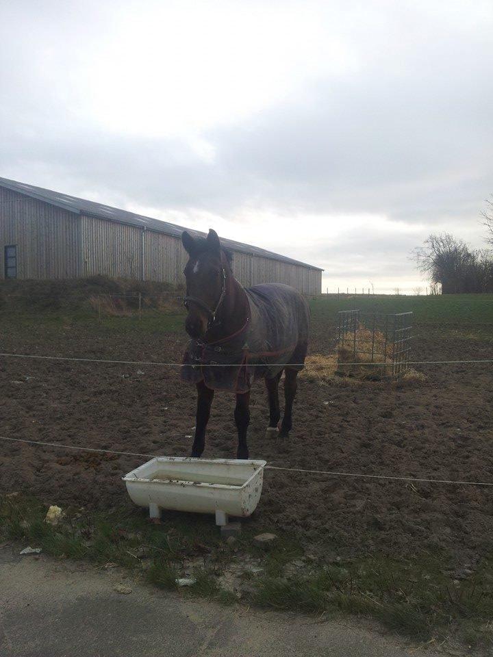 Dansk Varmblod Donna billede 14