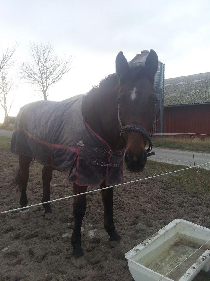 Dansk Varmblod Donna billede 15