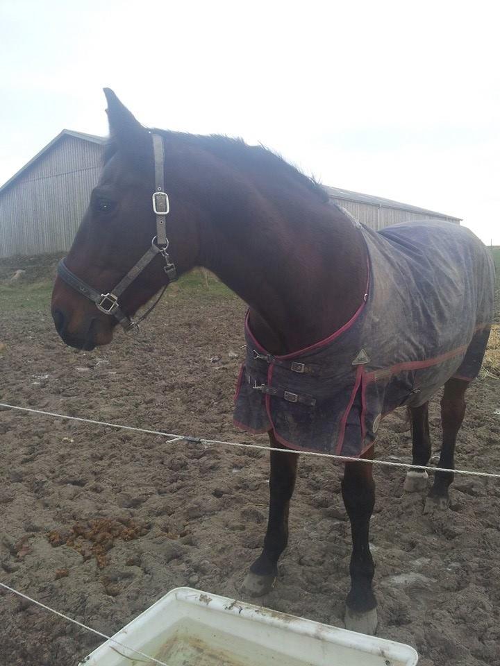 Dansk Varmblod Donna billede 16