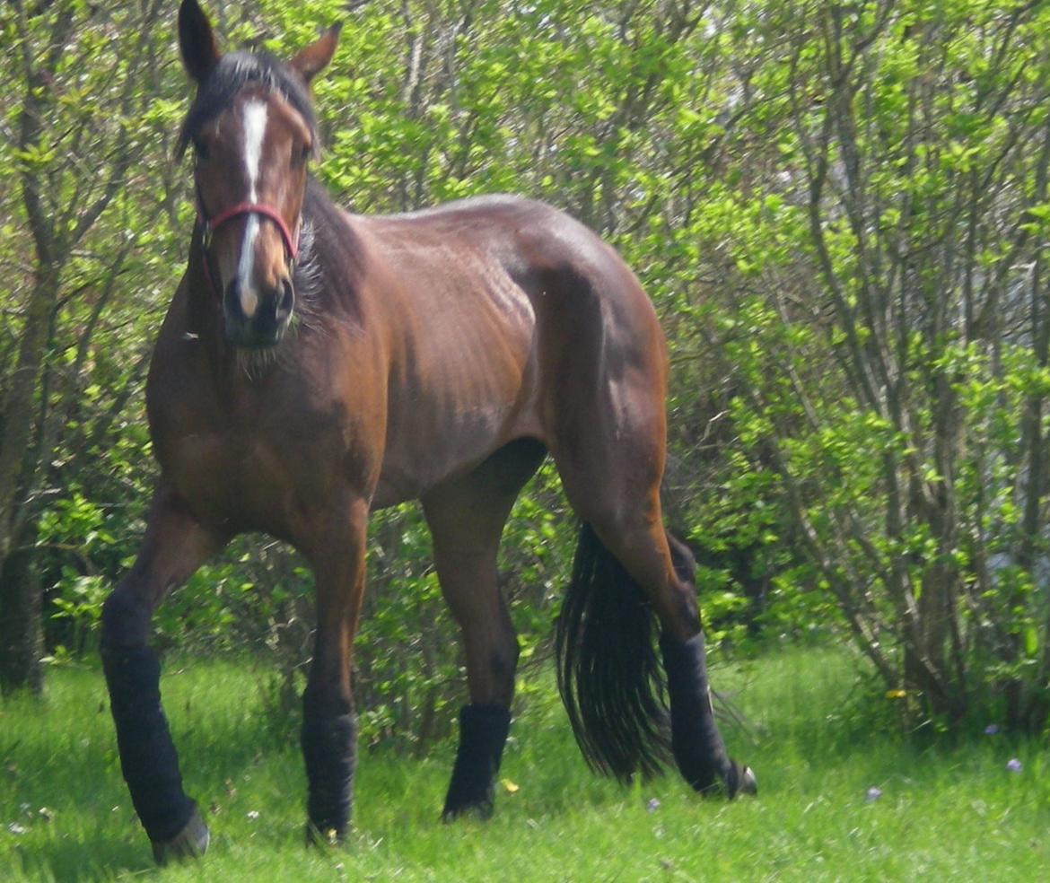 Traver Raketten G K billede 5
