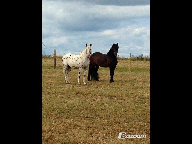 Knabstrupper Ponygaardens-Opmann billede 3