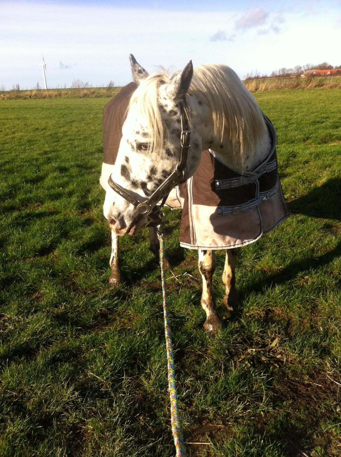 Knabstrupper Ponygaardens-Opmann billede 11