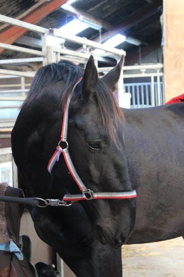 Oldenborg Olfert Almager - Lækker nok alligevel:) Foto: Mille N. Mathiasen  billede 15