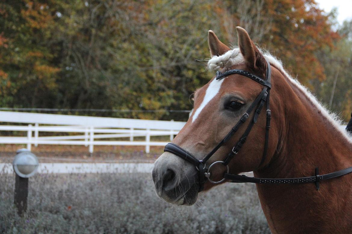 Haflinger Sandy van de lohöfte - Velkommen til Sandy van de lohöftes profil, i daglig tale Balder! :-)
Foto:Mig billede 1