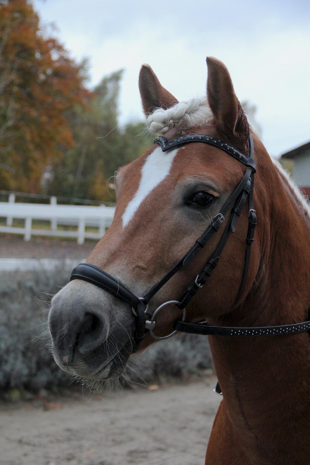 Haflinger Sandy van de lohöfte - Foto:Mig billede 2
