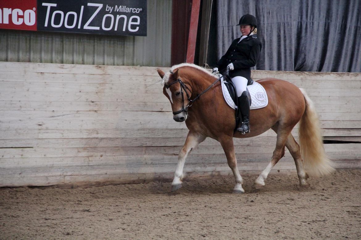 Haflinger Sandy van de lohöfte - Balder med ejer Anna til stævne 
Foto:Mig billede 3