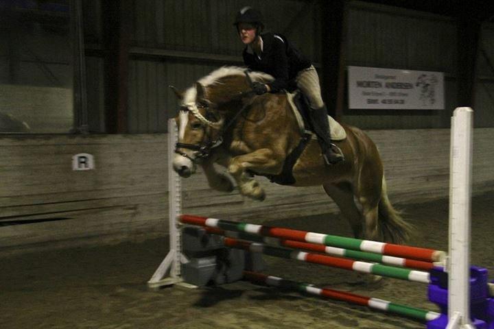 Haflinger Sandy van de lohöfte - Mig som springer på den kære Balder.
Foto: Signe billede 4