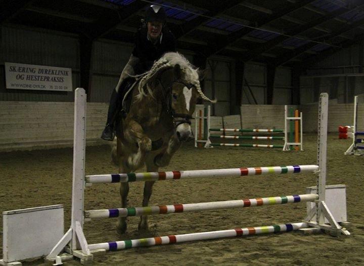 Haflinger Sandy van de lohöfte - Mig som springer på den kære Balder.
Foto: Signe billede 6