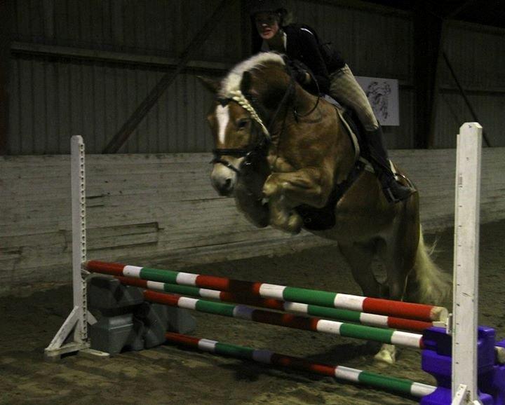 Haflinger Sandy van de lohöfte - Mig som springer på den kære Balder.
Foto: Signe billede 7
