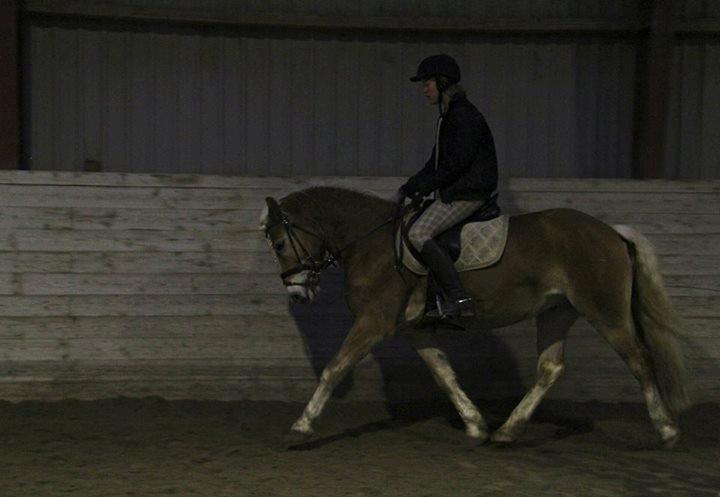 Haflinger Sandy van de lohöfte - Mig som rider på den kære Balder
Foto:Signe billede 8