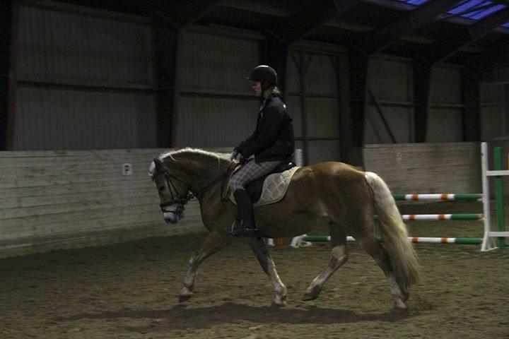 Haflinger Sandy van de lohöfte - Mig som rider på den kære Balder
Foto:Signe billede 9