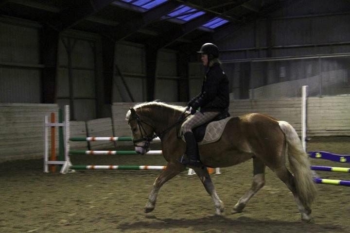 Haflinger Sandy van de lohöfte - Mig som rider på den kære Balder
Foto:Signe billede 10