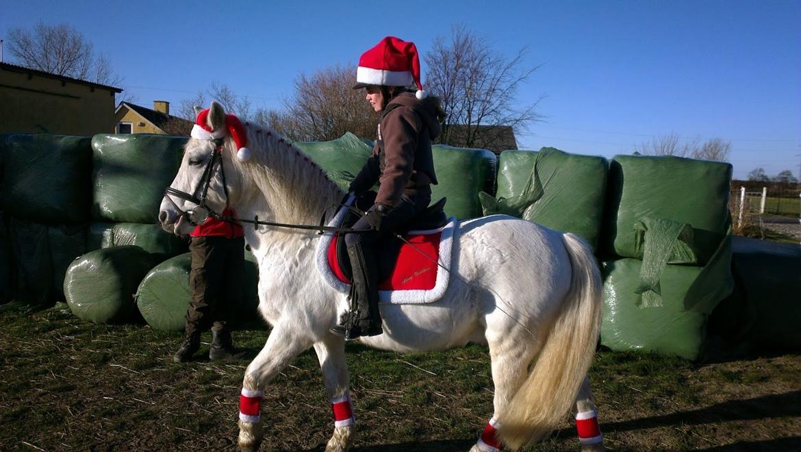 Anden særlig race Super star - Selina og Super til jule ponygames stævne 2013 billede 17