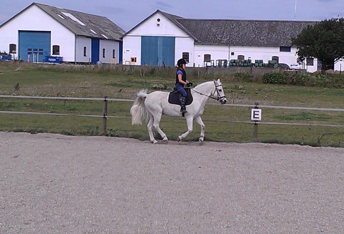 Anden særlig race Super star - Selina og Super sommeren 2012 billede 12