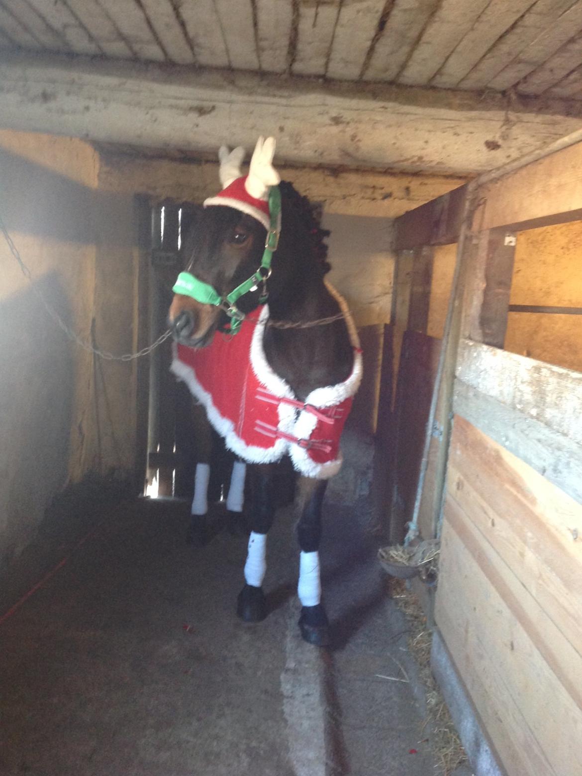 Anden særlig race Dumle<3  billede 4