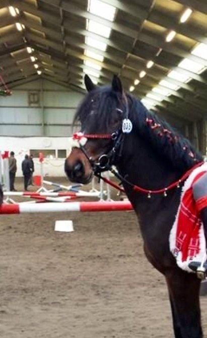 Anden særlig race Dumle<3  billede 5