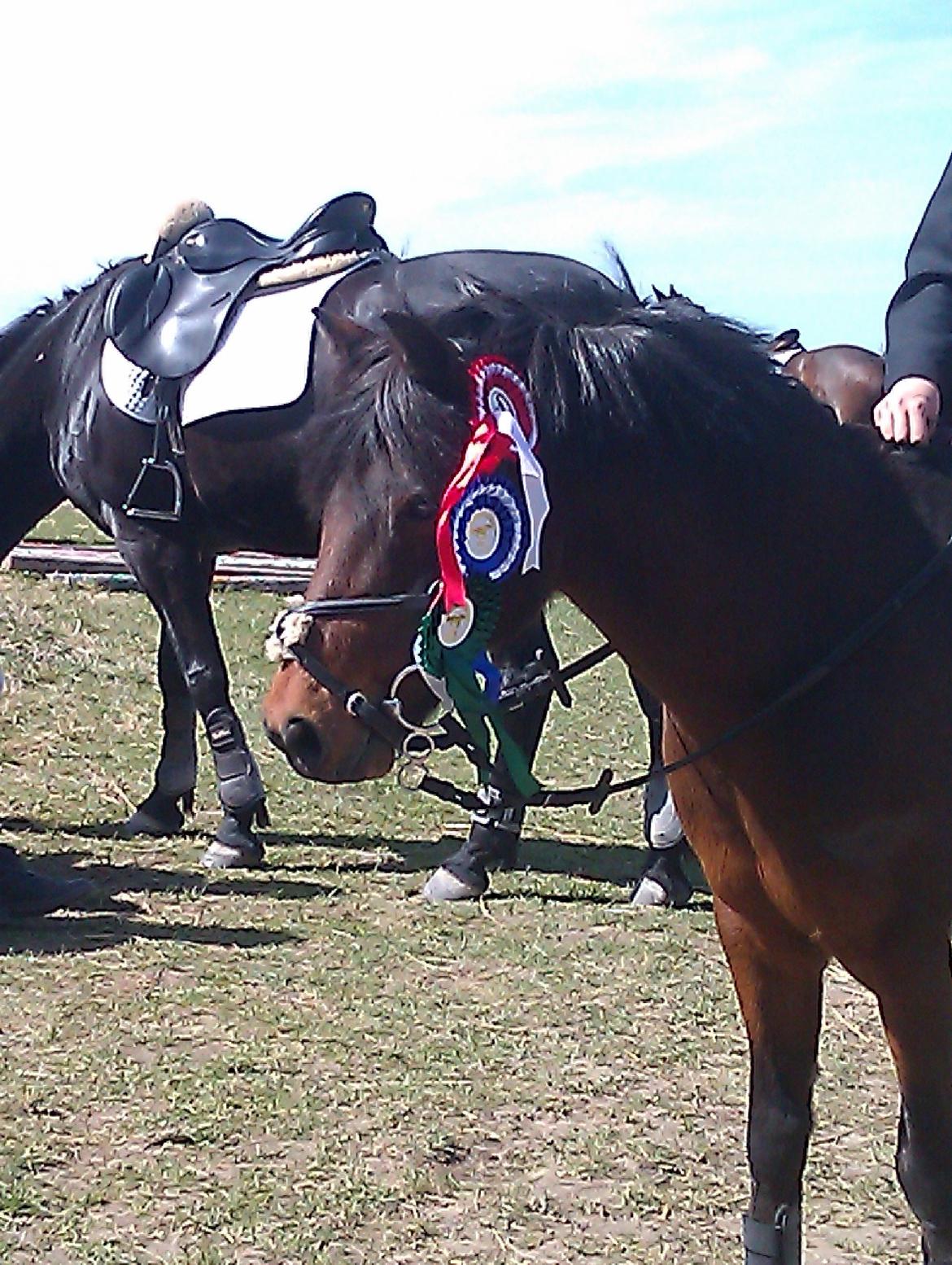Anden særlig race Joker billede 18