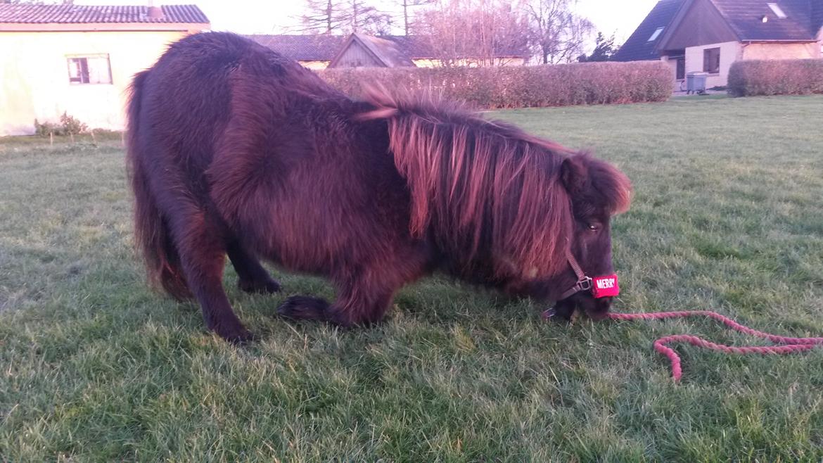 Shetlænder Lakrids - Er ved at lære hende at neje :)  billede 12