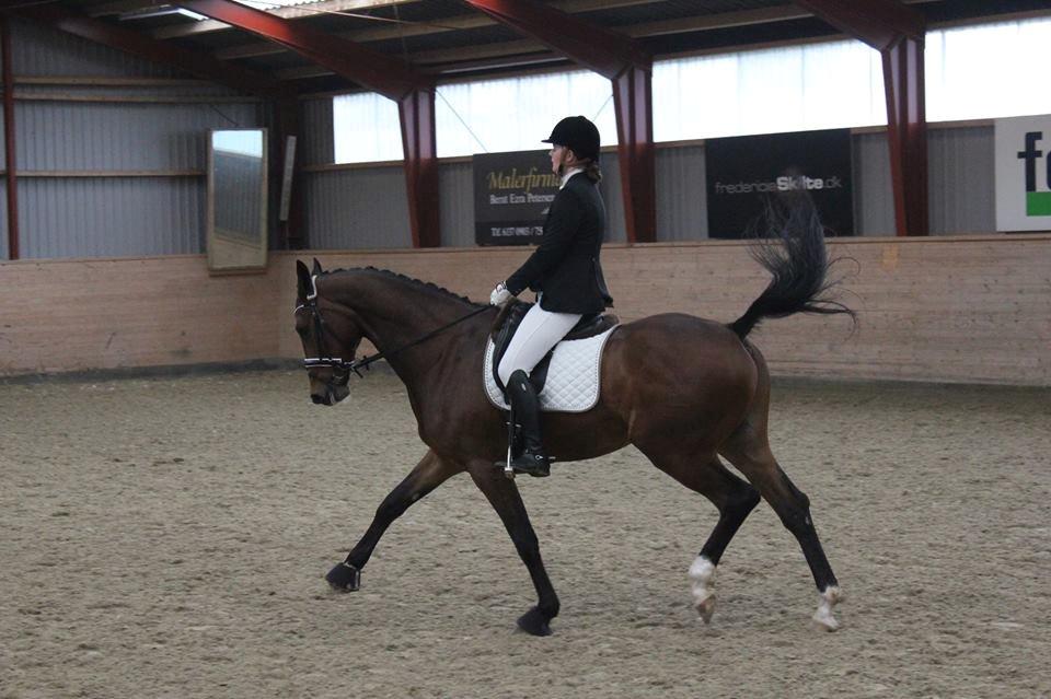 Dansk Varmblod Cato billede 1