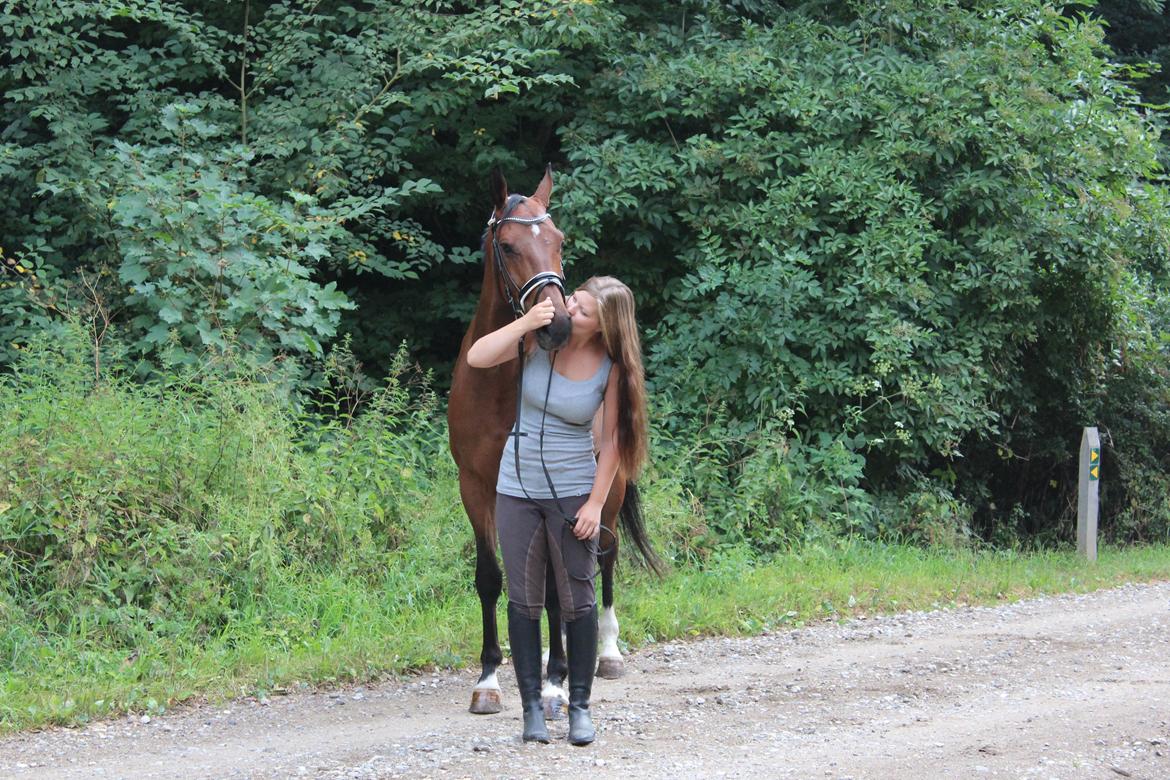 Dansk Varmblod Cato billede 18