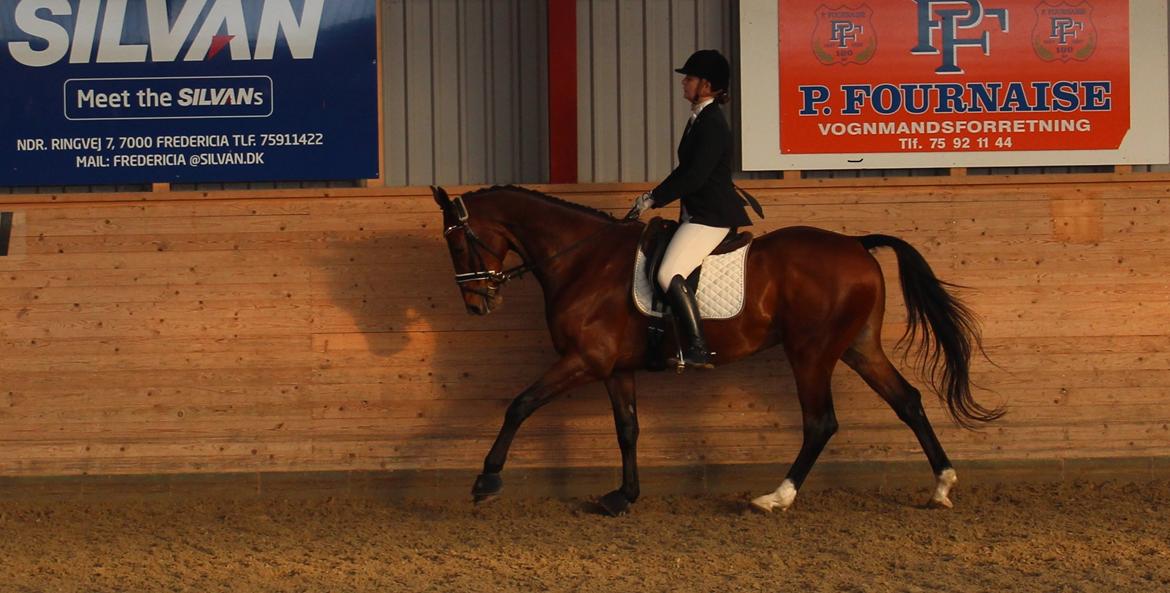 Dansk Varmblod Cato billede 19