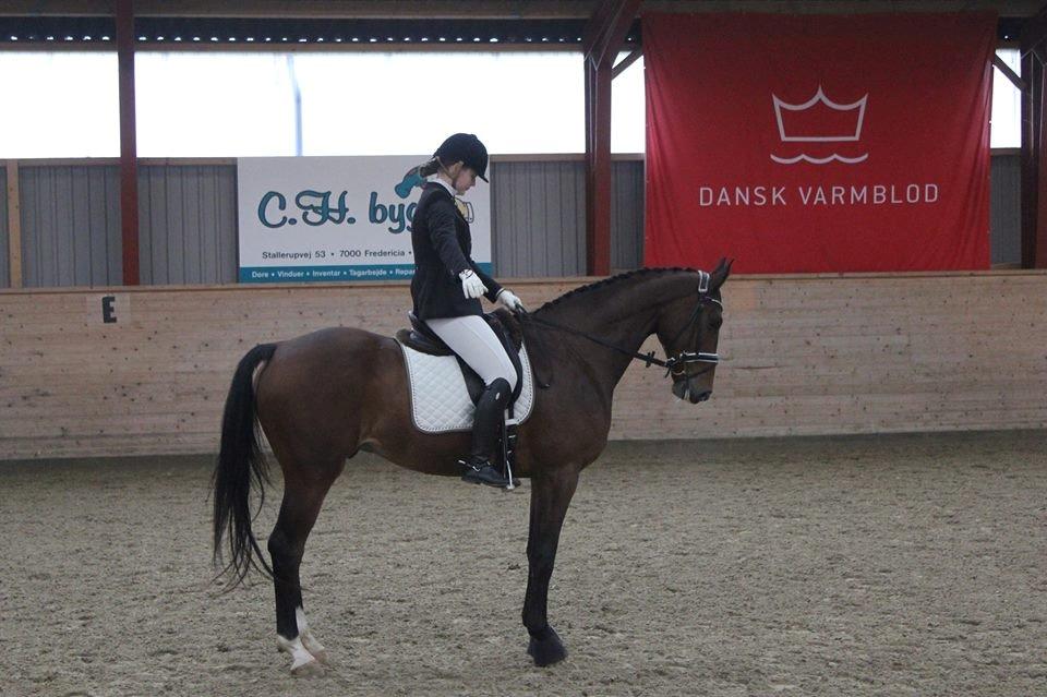 Dansk Varmblod Cato billede 11