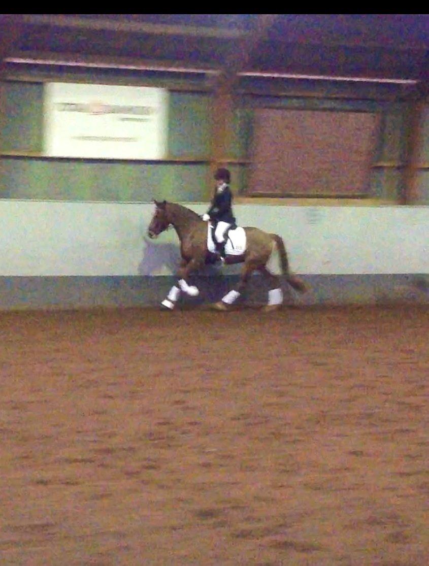 Anden særlig race Ricardo billede 37