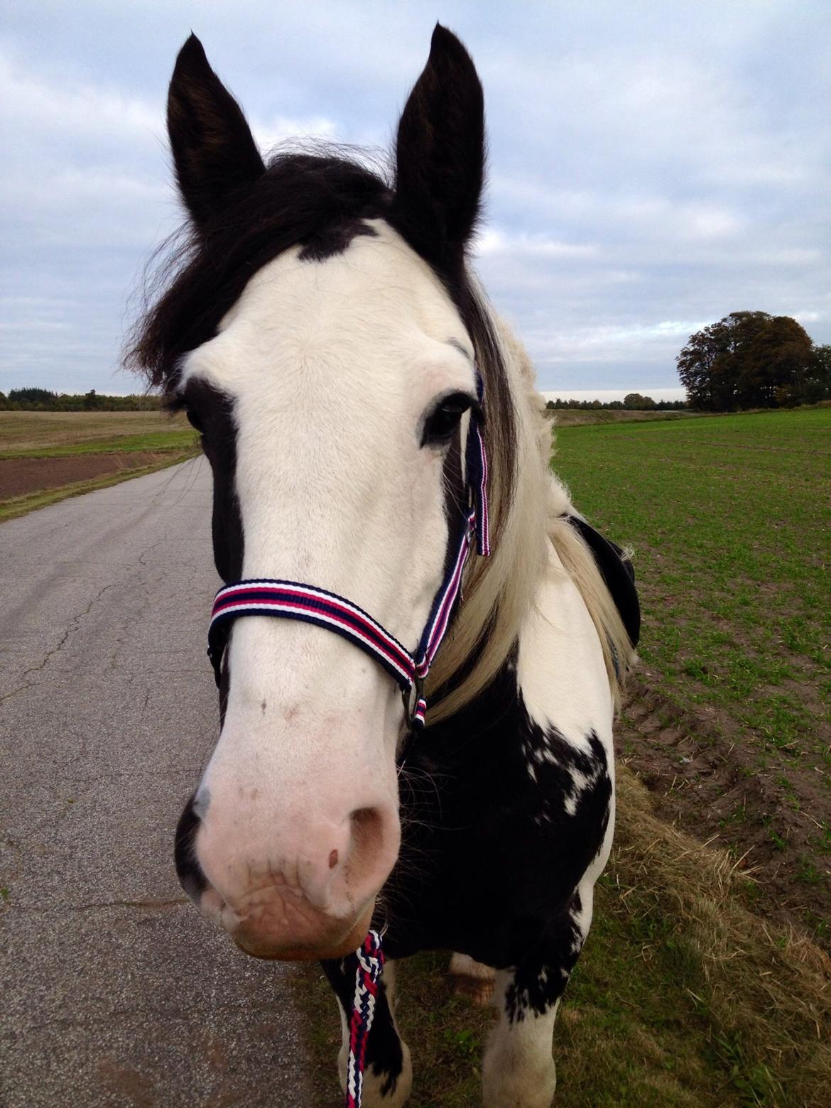 Irish Cob Sif billede 10