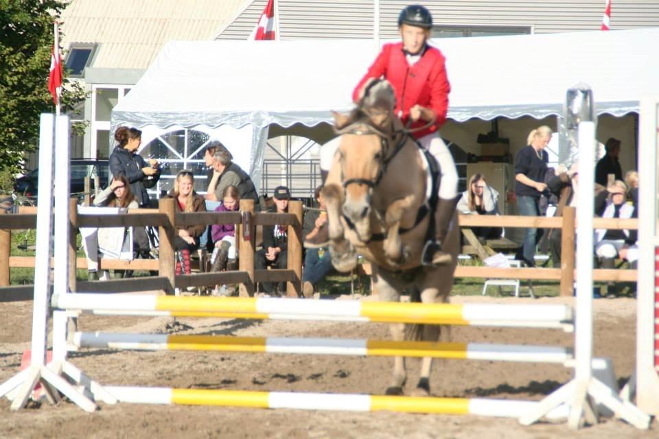 Fjordhest Maja (lille frk. Tut) himmelhest - vores første stævne, vi styrtede efter det her spring.. :( men ellers super runde :D billede 2