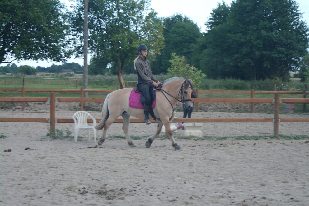 Fjordhest Maja (lille frk. Tut) himmelhest billede 6