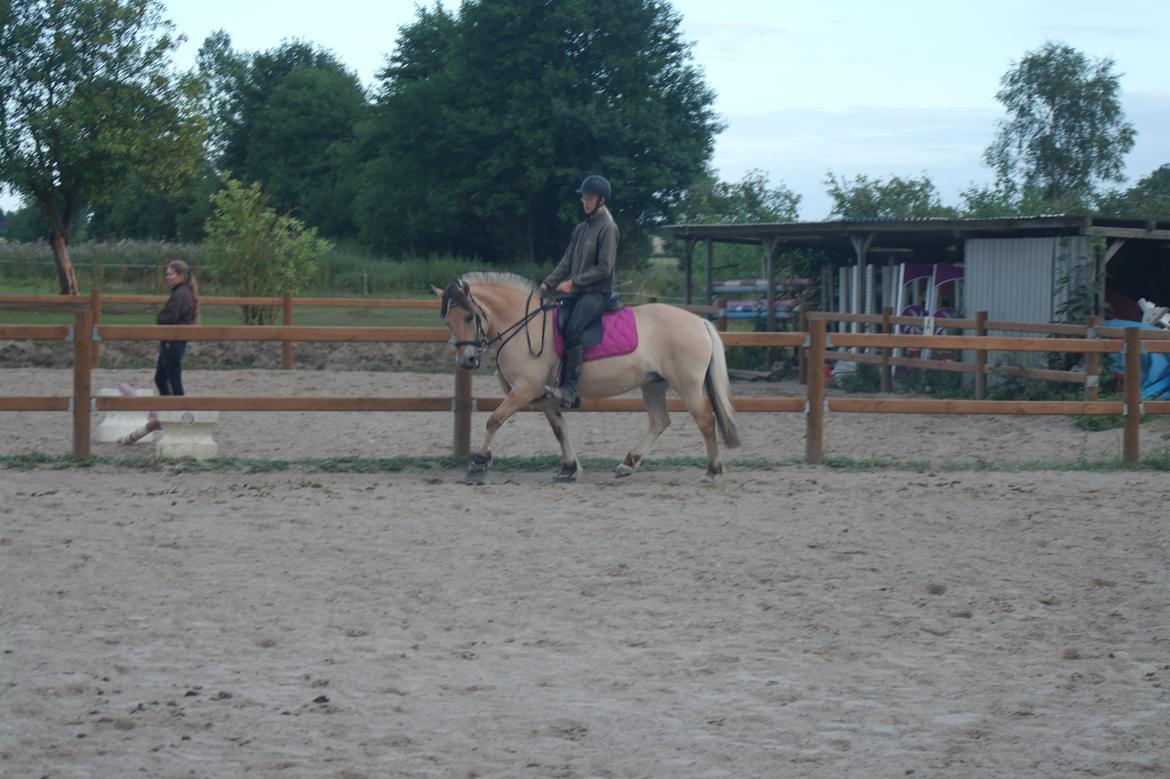 Fjordhest Maja (lille frk. Tut) himmelhest - du er så lækker! og så smidig du er altså :D billede 10