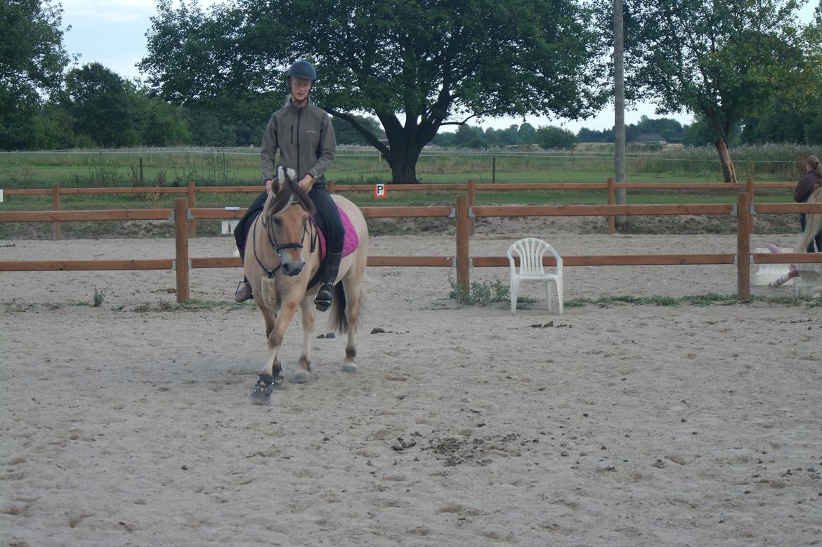 Fjordhest Maja (lille frk. Tut) himmelhest billede 15