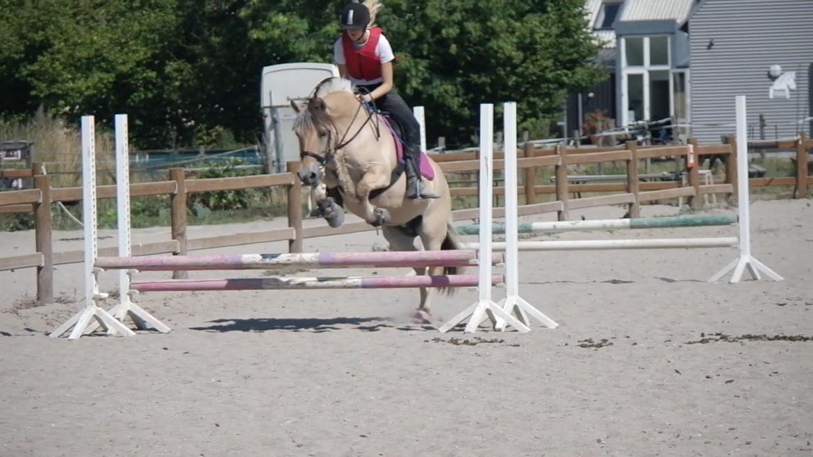 Fjordhest Maja (lille frk. Tut) himmelhest billede 12