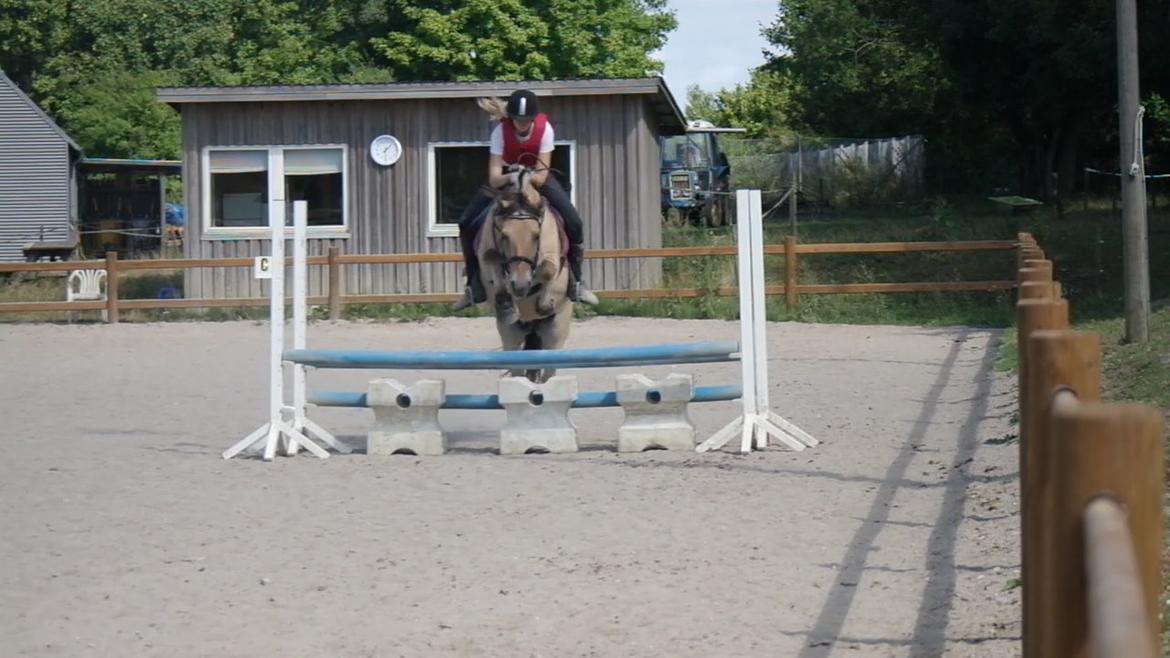 Fjordhest Maja (lille frk. Tut) himmelhest - welkommen til Maia's profil, håber i nyder kigget :D billede 1