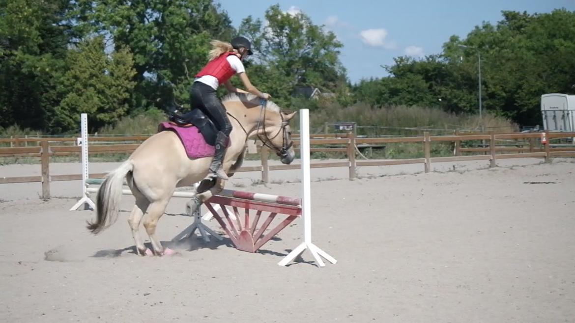 Fjordhest Maja (lille frk. Tut) himmelhest billede 23