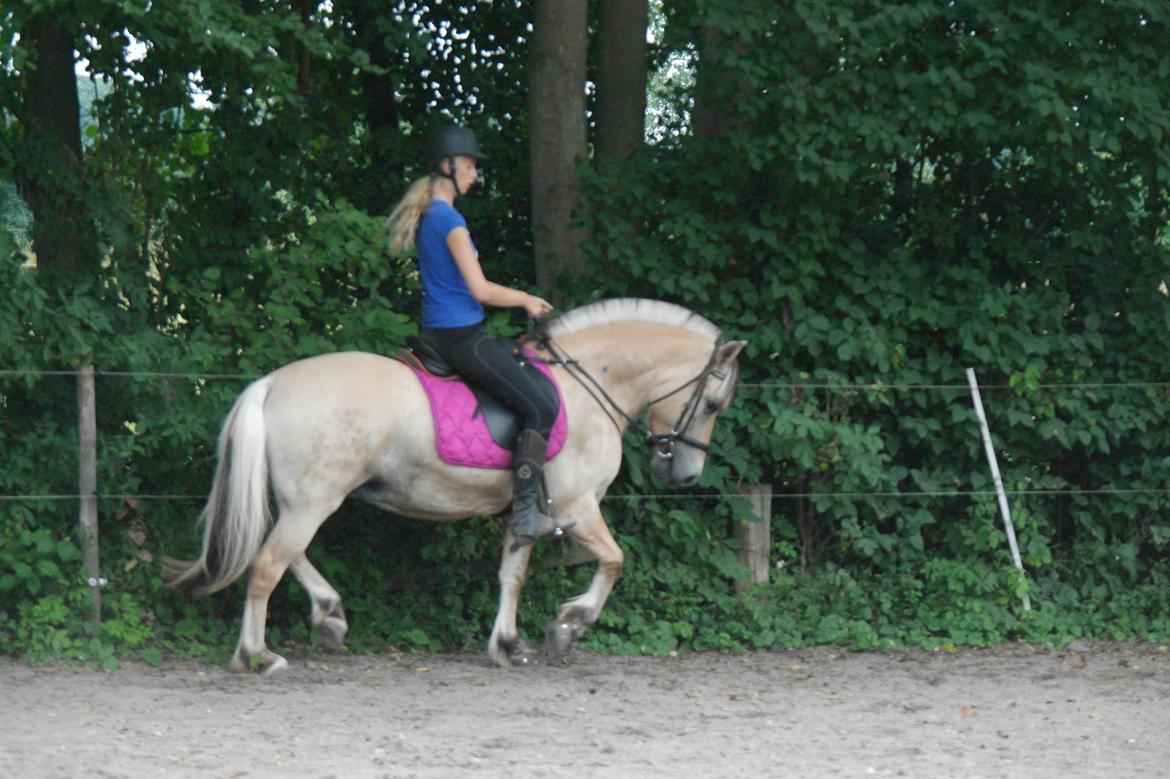 Fjordhest Maja (lille frk. Tut) himmelhest - øh hvad? nogen der sagde at fjordheste ikke kan? må jeg liiiiiige høre det igen! :D billede 25