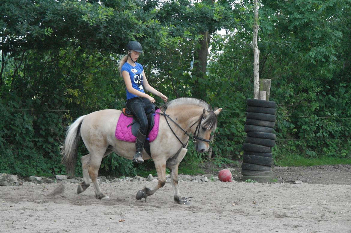 Fjordhest Maja (lille frk. Tut) himmelhest billede 36