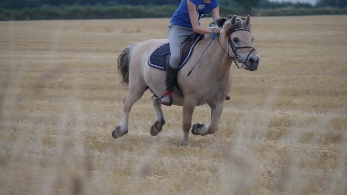 Fjordhest Frede <3 Guldponyen <2 - 1 stk mege glad fjordhest! haha du har altid gjord mig så fucking glad i loget! :DDD billede 2