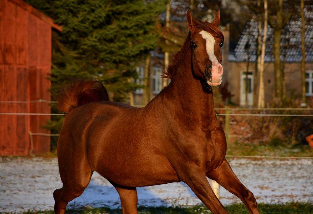 Arabisk fuldblod (OX) Itaya El Shaklan - d. 7 December 2013. Smukke og gravide Itaya :-) billede 23