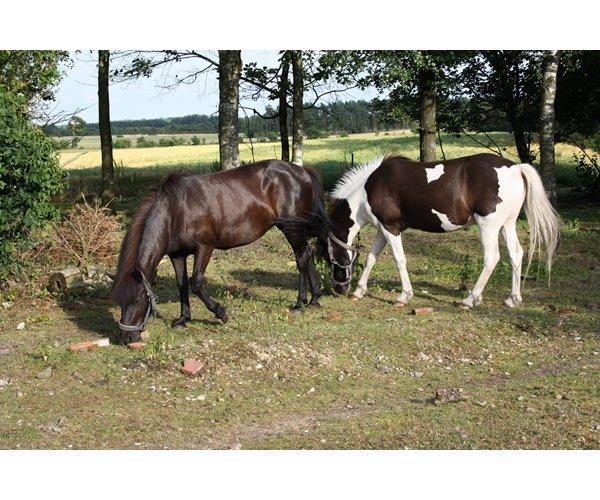 Islænder Glanni( Glans ) - Glanni sammen med hans mor og i sommertøj :) billede 3