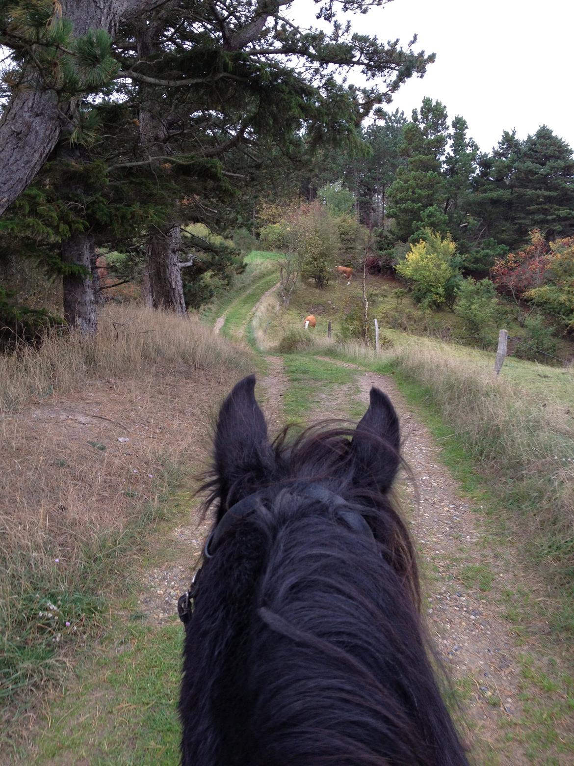 Fell pony Greenholme Albert - På tur i skoven. <3 billede 4