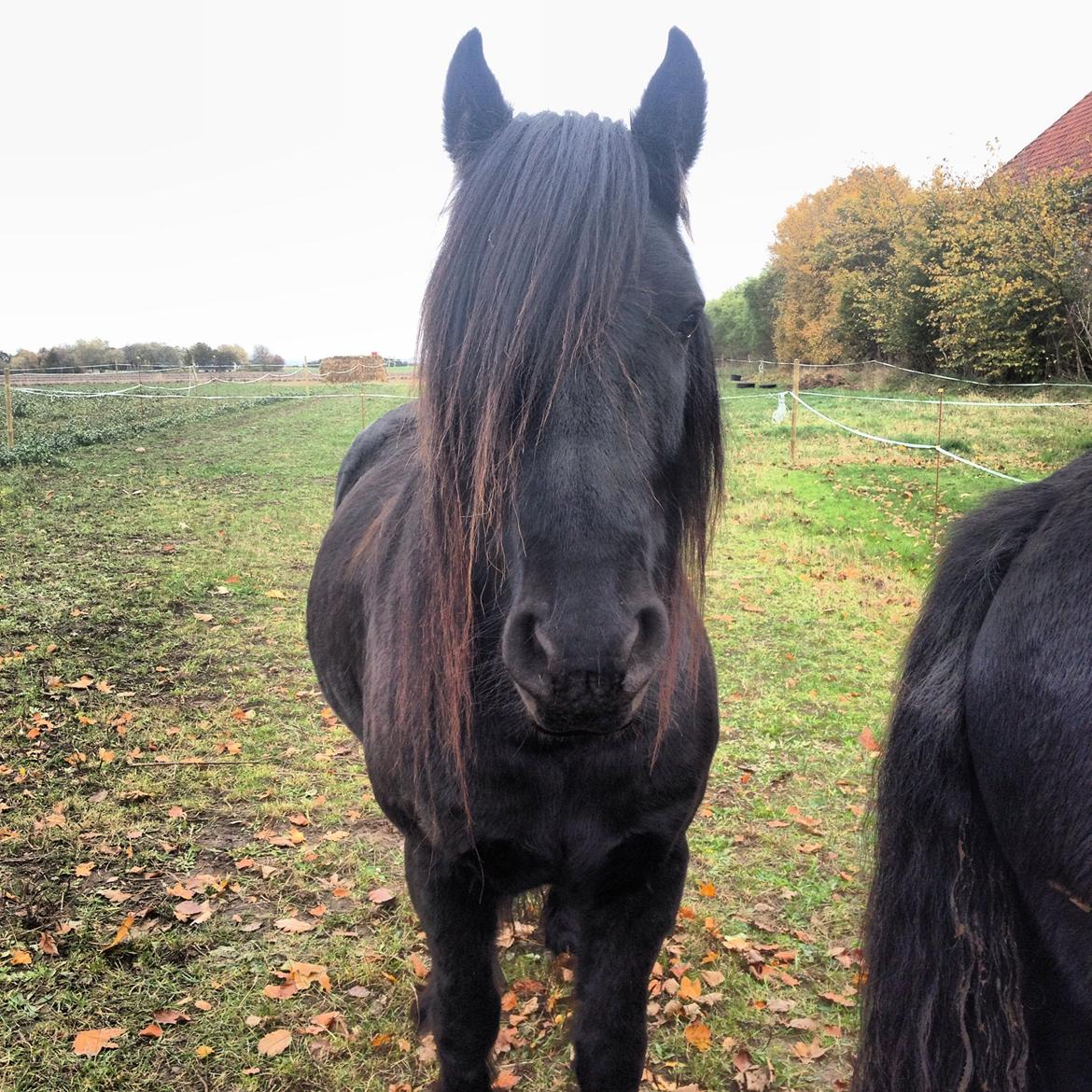 Fell pony Greenholme Albert - Et af de bedste billeder jeg nogensinde har fået af Albert :-))) billede 1