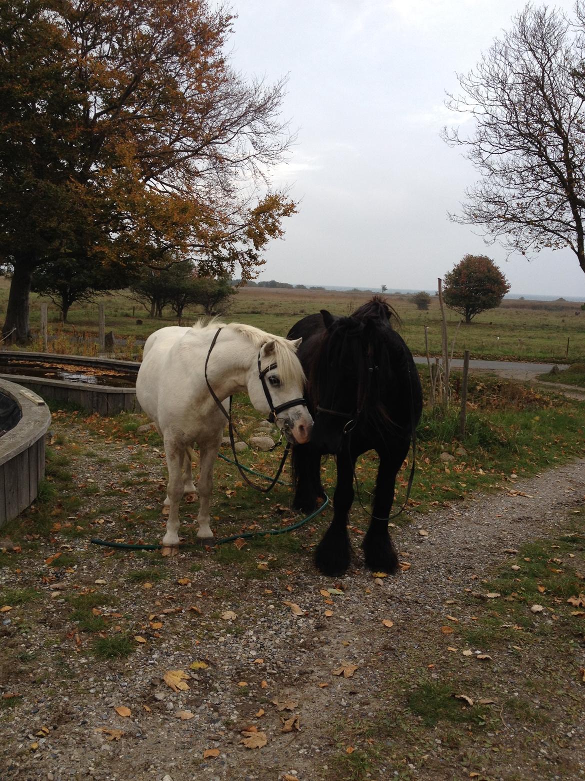 Fell pony Greenholme Albert - Albert og Pinocchio <3 billede 3