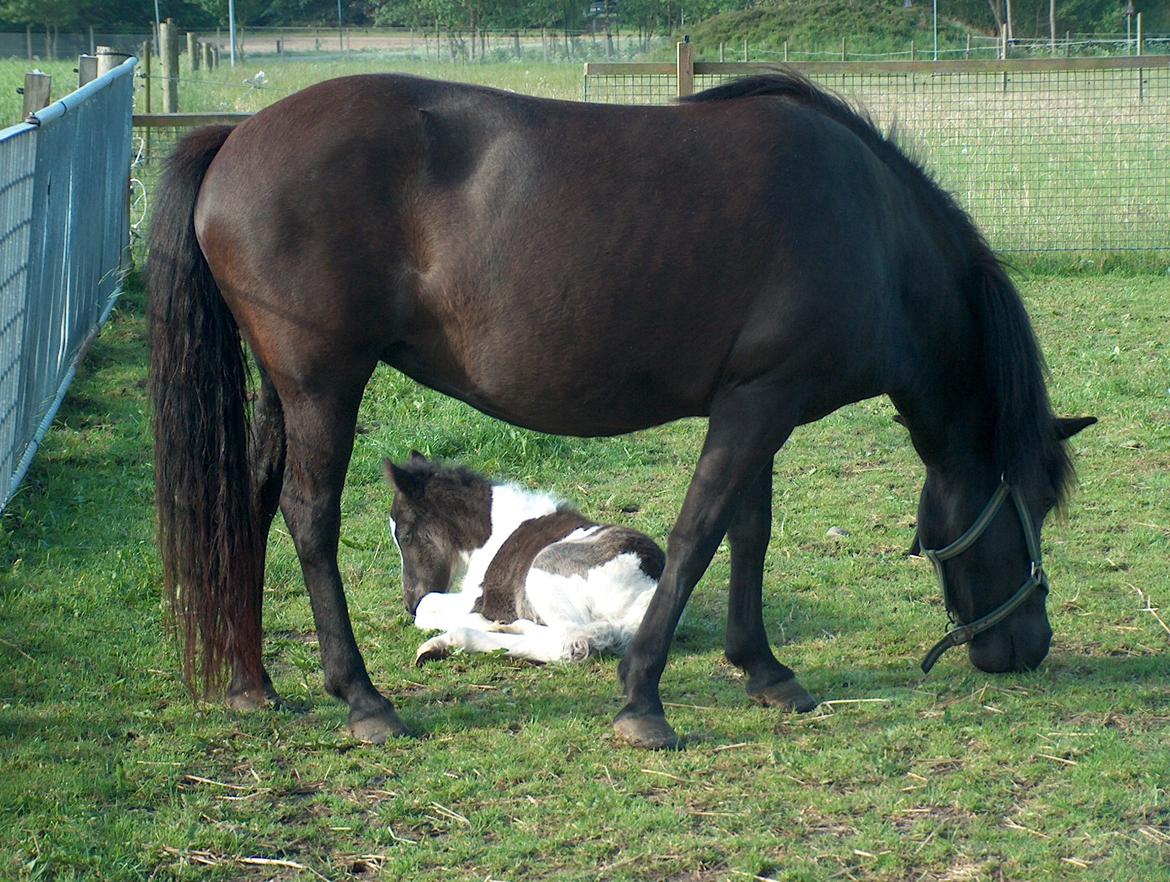 Islænder Glanni( Glans ) - Glanni sammen med hans mor, her er han kun 1 dag gammel! <3 billede 5