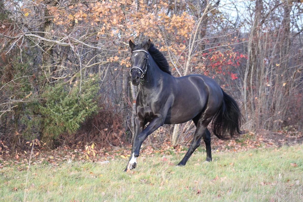 DSP Lille Asserholt Infinity - 17-11-2013 billede 11