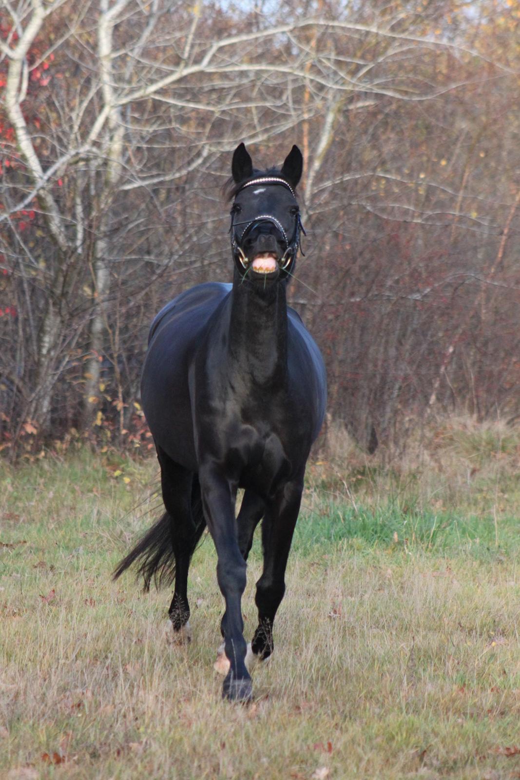 DSP Lille Asserholt Infinity - 17-11-2013 billede 12