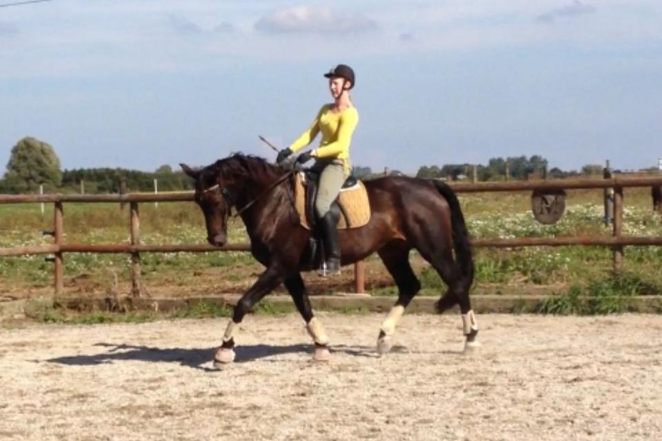 Dansk Varmblod Rosett - Dressur en varm sommerdag. <3  billede 1